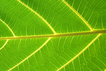 Macro Green Leaves textures background - Tropical leaf backdrop and beautiful detail