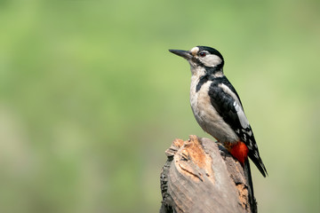 Great Spotted Woodpecker ( Dendrocopos major) in a tree in the forest of national Park Hoge Veluwe in the Netherlands. 