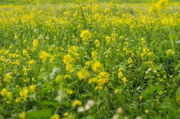 Obraz premium Blumenwiese in Gelb