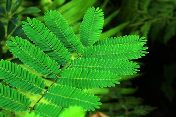 Nature of closeup green tamarind leaves with blurred texture background