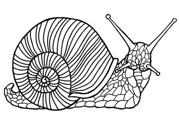 Vector illustration. Hand drawing snail. Coloring page. The original print. Illustration for a children's book. Coloring book for children and adults.