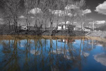 reflection of trees in water