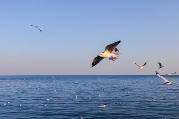 Seagulls bird flying over the sea with beautiful sunset on evening twilight sky landscape background