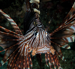 Indonesia, Kuta lombok, Lionfish