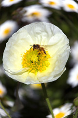 Macro of Bee in white flower collecting pollen. Nice petal detail.