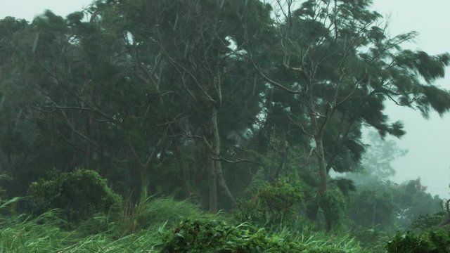 Typhoon winds and rain in Okinawa Japan, global warming climate change