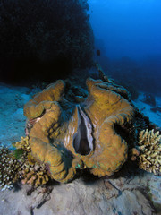 Giant Clam on Coral reef. Taken on the Great Barrier reef off Cairns Queensland Australia