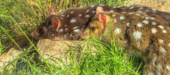 Panorama banner of spotted quole on grass. Carnivorous marsupials native to mainland Australia, New...