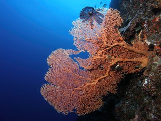 Bright Gorgonian Sea Fan with feather star on deep blue background. Taken on Great Barrier Reef off Cairns Queensland Australia.