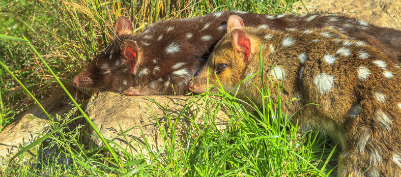 Panorama banner of spotted quole on grass. Carnivorous marsupials native to mainland Australia, New Guinea and Tasmania. Didelphis maculata species