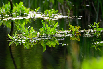 Wasserpflanzen in einem Teich