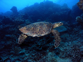 Hawksbill Sea Turtle over coral reef with blue background.
