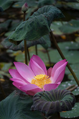 Close up of lotus flower with green lilly background