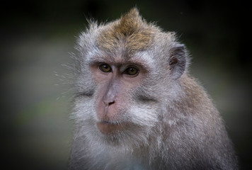 Monkey portarit in Monkey Forest Bali