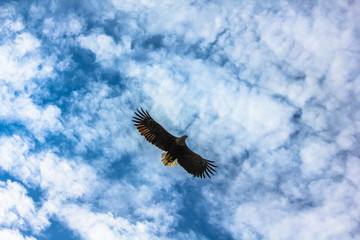 White-tailed sea eagle, is Norway's sea bird of prey, flying in the blue cloudy sky in Norway territory hunting for fish. Haliaeetus albicilla species.