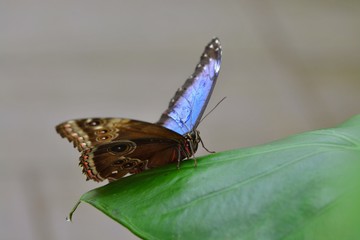 butterfly on a leaf