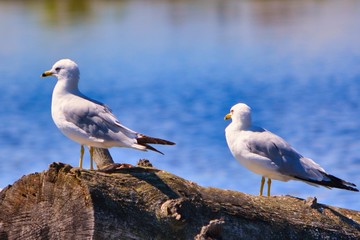 seagull on a log