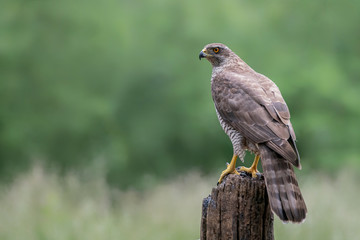 Adult of Northern Goshawk (Accipiter gentilis) on a branch in the forest of Noord Brabant in the Netherlands. Green background with copy space.