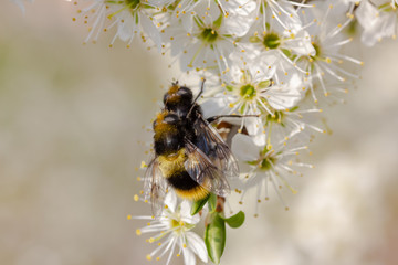 Hummel sitzt auf weißen Kirschblüten und paaren sich