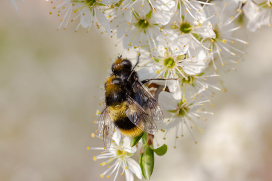Hummel sitzt auf wei&szlig;en Kirschbl&uuml;ten und paaren sich