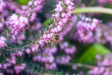 eine Biene sammelt auf einer Blume (Schneeheide) Honig