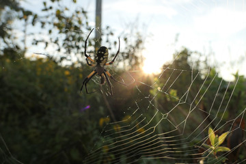 Garden Spider