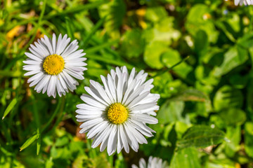 Gänseblümchen auf einer Wiese im Frühling