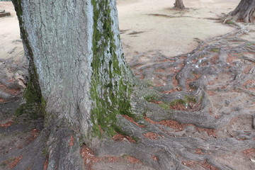 年輪　木　根本