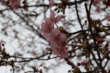 春　梅