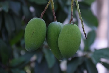 lemons on tree