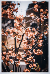 Cherry flowers tree in Granada