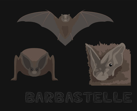 Bat Barbastelle Cartoon Illustration