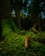 pine cones in the forest