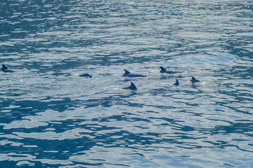 Fototapeta premium Sea view a group of Dolphins swimming in the sea background, Phi Phi islands, Krabi, southern of Thailand.