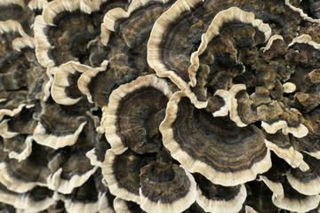 Turkey Tail Lichen