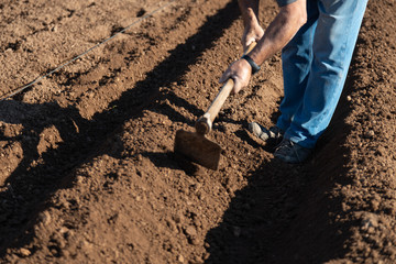 farmer preparing land with hoe to plant potatoes