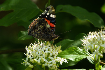 farfalla Vanessa atalanta su fioritura,primo piano ali