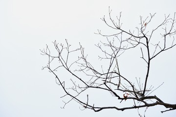 Fototapeta na wymiar silhouette of winter tree