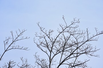 silhouette of winter tree