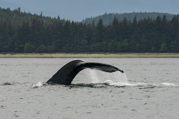 Fototapeta premium Humpback whale showing it's fluke as it dives deep into the ocean.