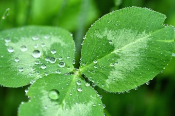 Clover leaves with beautiful raindrops close up. Spring background. 