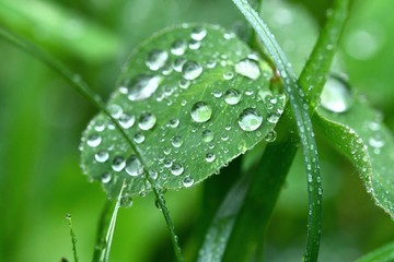 Clover leaves with beautiful raindrops close up. Spring background. 
