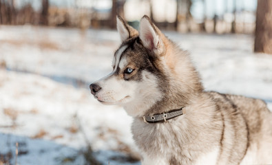 siberian husky in snow