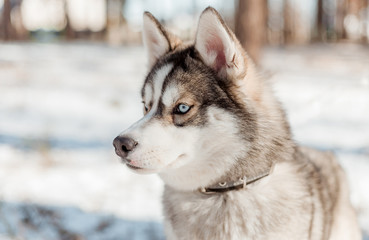 siberian husky in snow © Александр Плисик