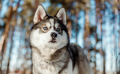 portrait of siberian husky