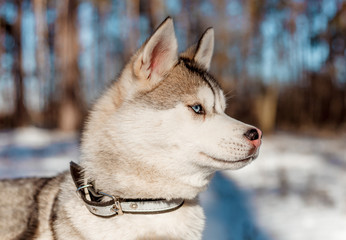portrait of siberian husky dog