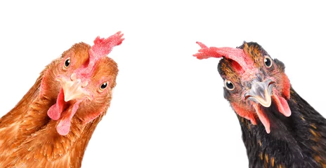 Foto op Plexiglas Portret van een grappige kippen, close-up, geïsoleerd op een witte achtergrond © sonsedskaya