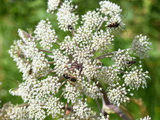 Angelica plant attracting different insects pollinating flower