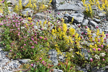Yellow bedstraw Galium verum and red clover Trifolium pratense flowering in a wildflower field in...