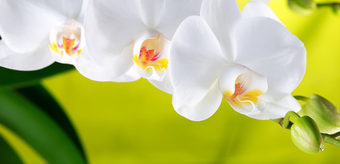 white orchid flower with green leaves and flower buds
